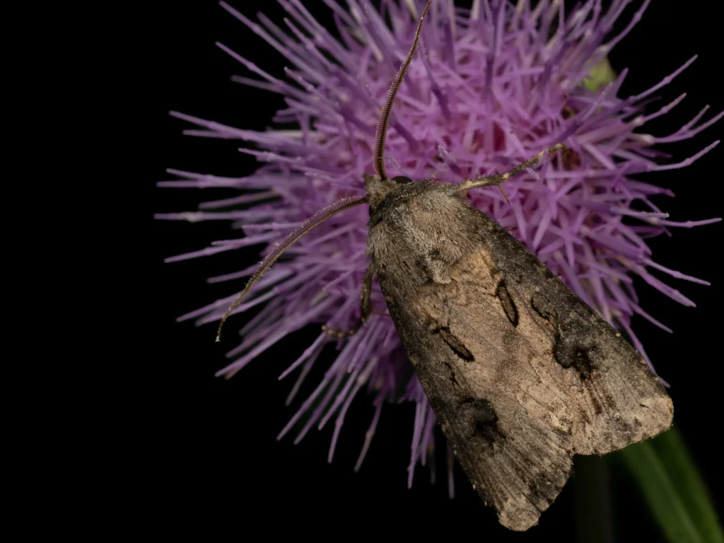 Agrotis tokionis Butler, 1881 photograph