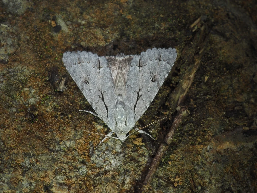 Acronicta major (Bremer, 1861) photograph