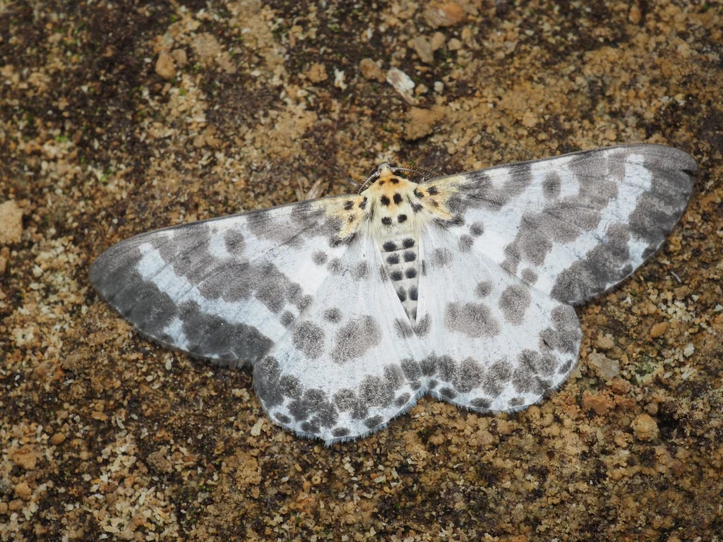 Metabraxas clerica Butler, 1881 photograph