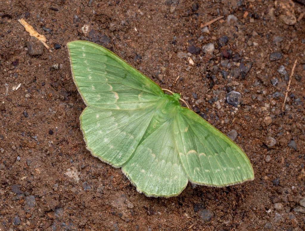Geometra papilionaria (Linnaeus, 1758) photograph