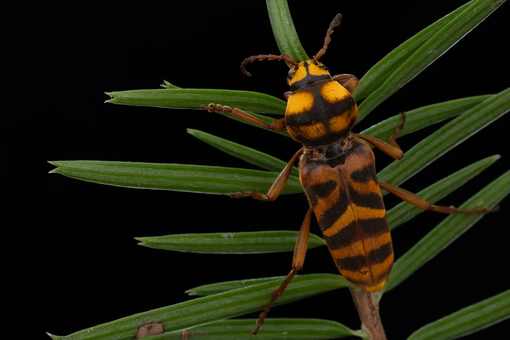 Xyloclytus (Ootora) villioni (Villard, 1892) photograph