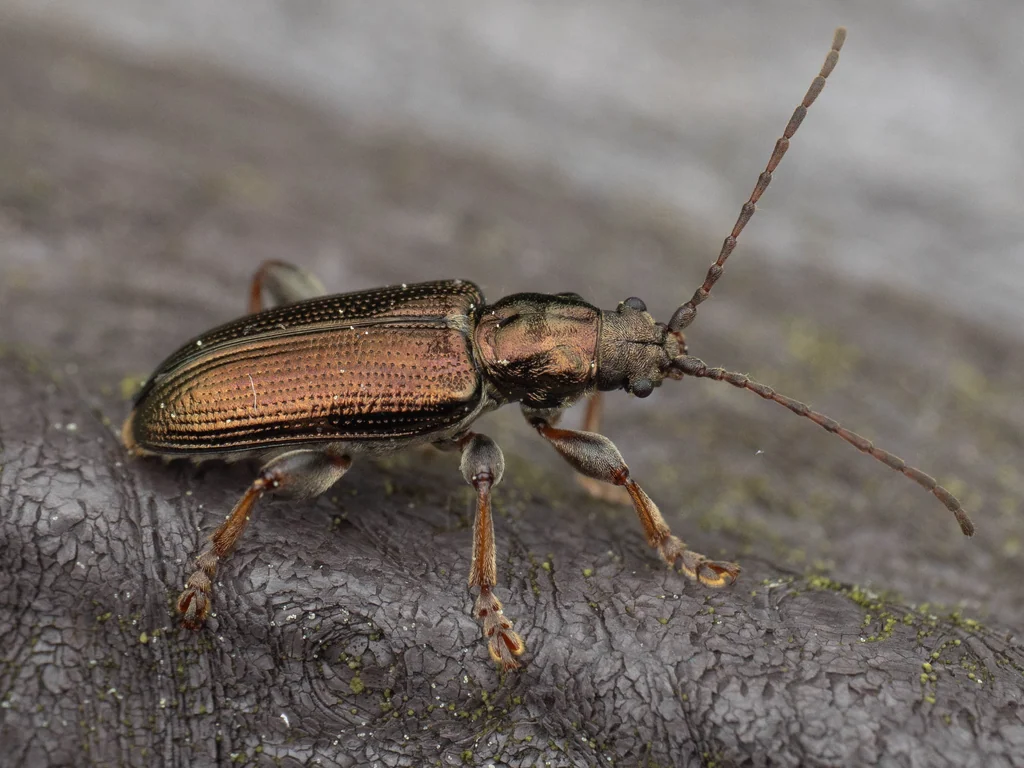 Plateumaris constricticollis babai Chûjô, 1959 photograph