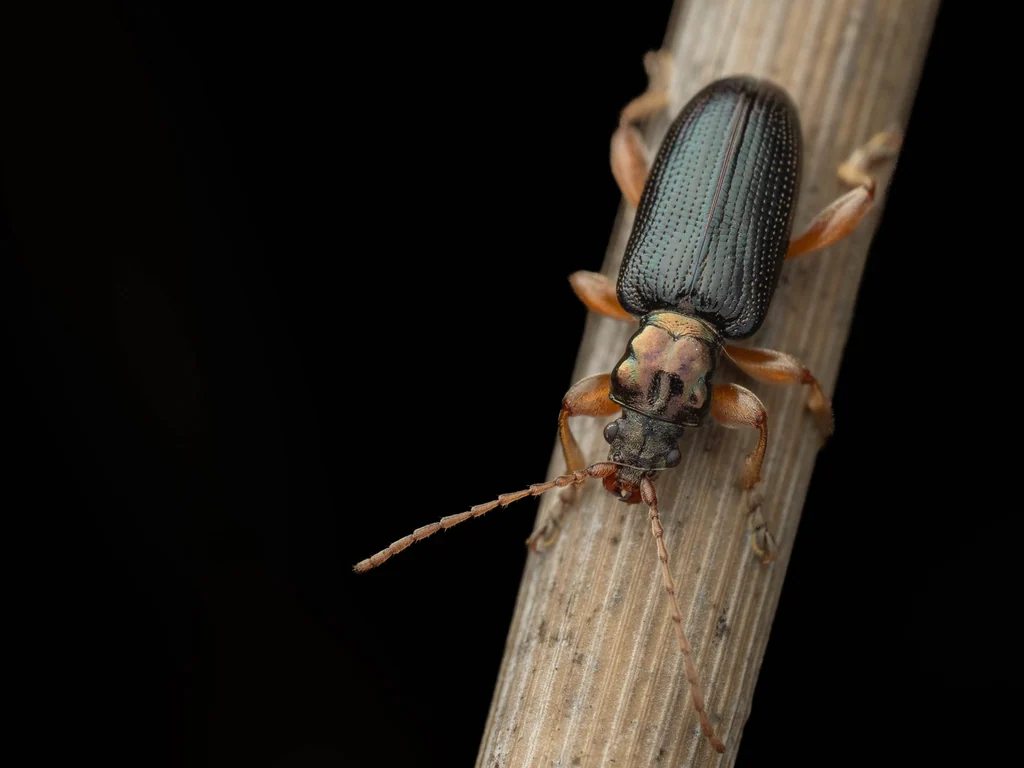 Plateumaris constricticollis constricticollis (Jacoby, 1885) photograph
