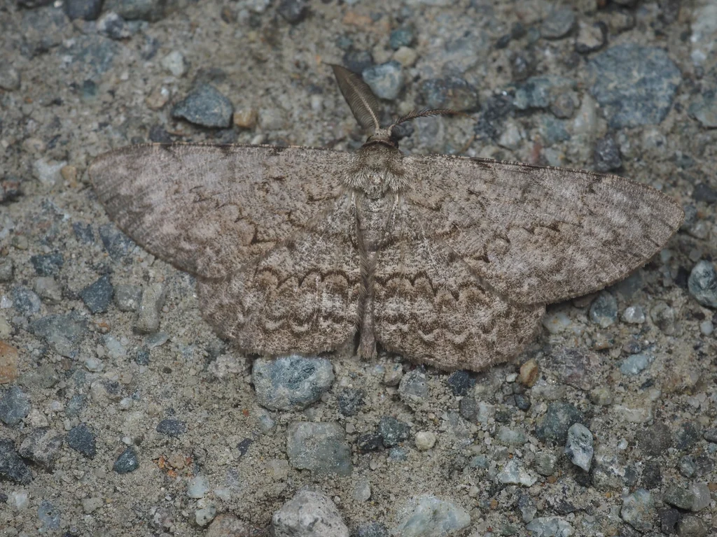 Hypomecis lunifera (Butler, 1878) photograph