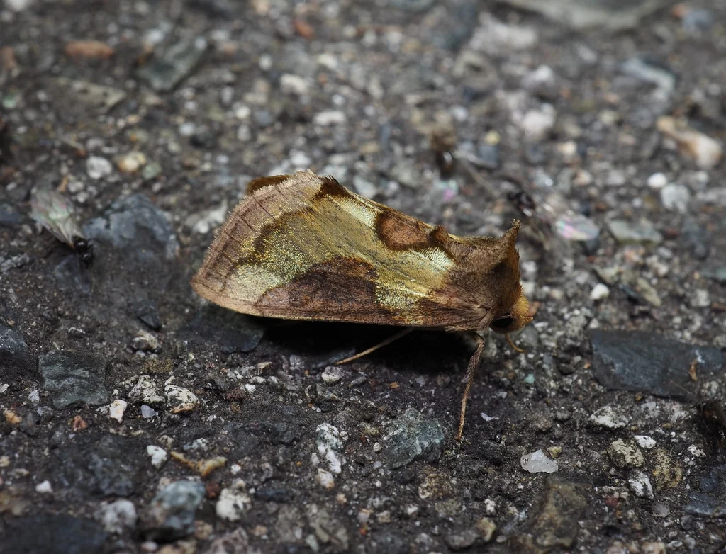 Diachrysia stenochrysis (Warren, 1913) photograph