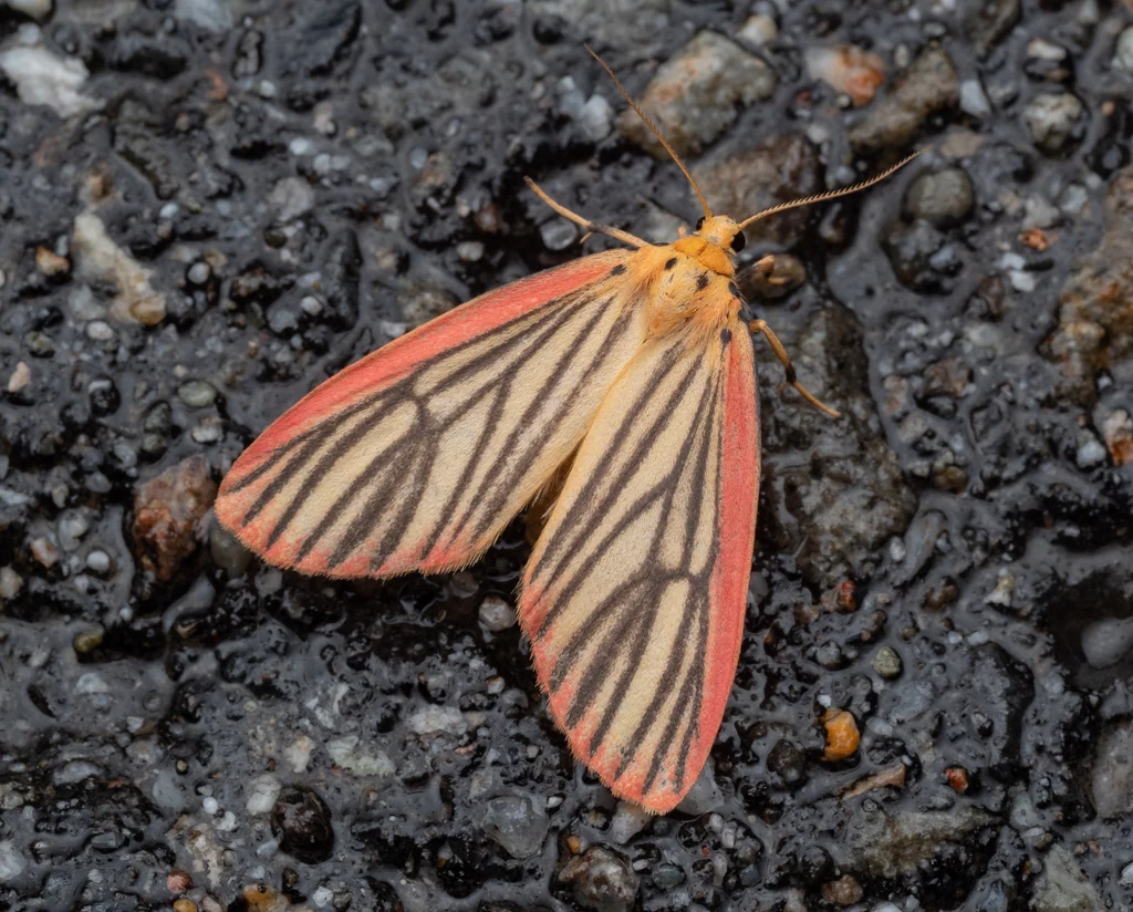 Melanaema venata (Butler, 1877) photograph