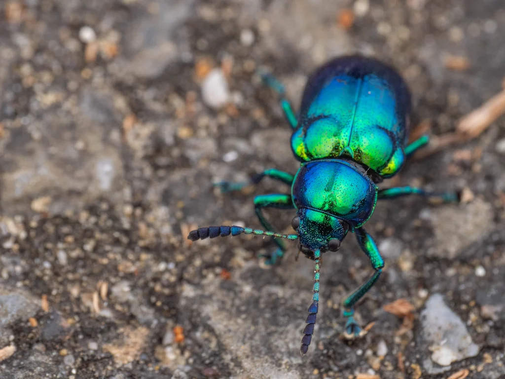 Platycorynus japonicus photograph