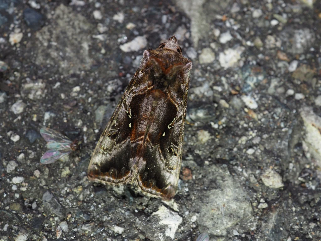 Autographa amurica (Staudinger, 1892) photograph