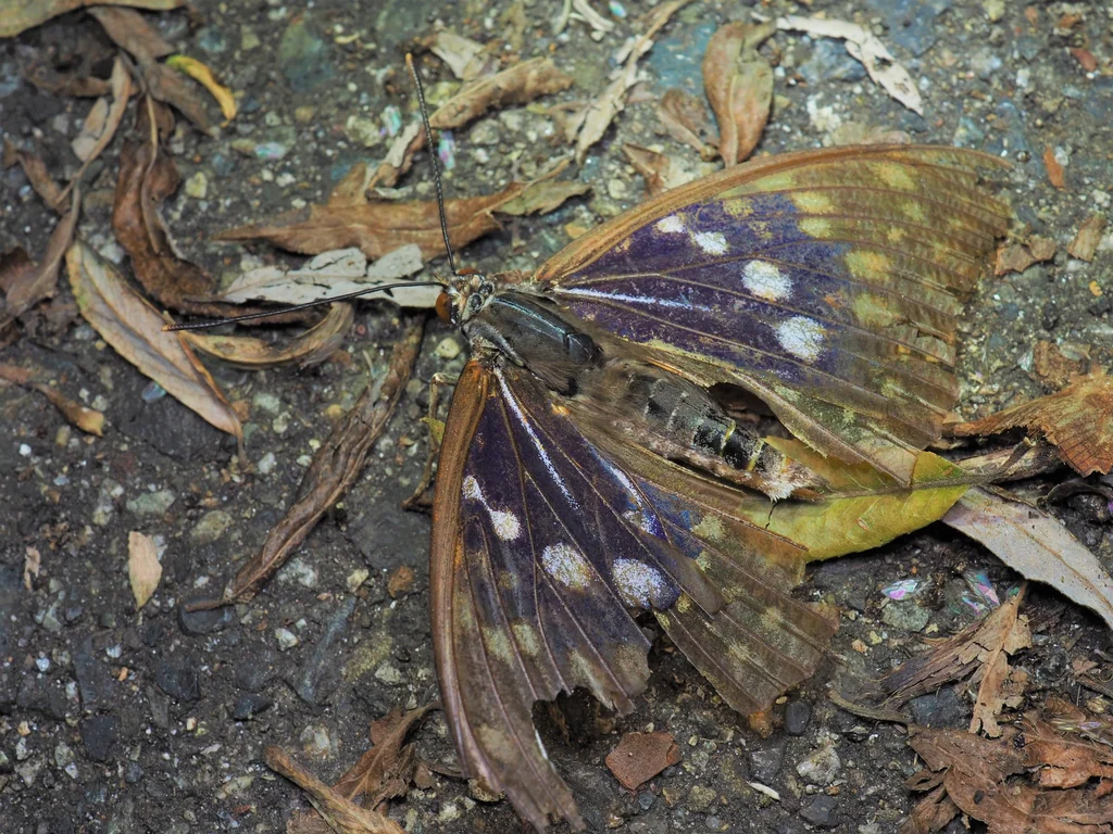 Sasakia charonda Hewitson, 1863 photograph