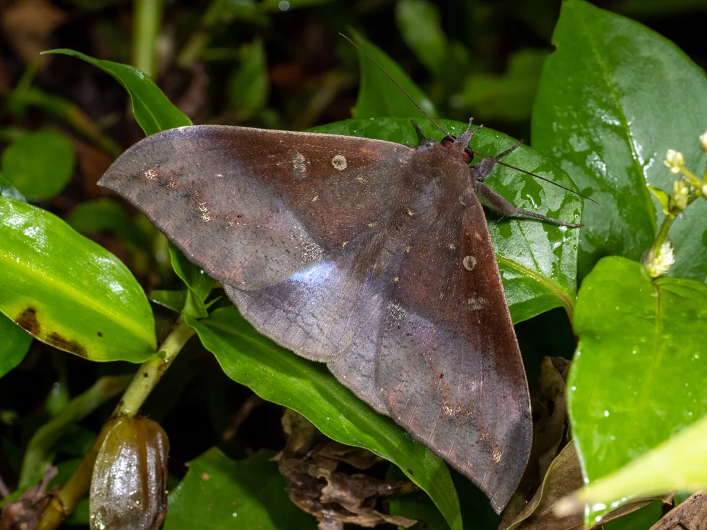 Ischyja manlia (Cramer, 1776) photograph