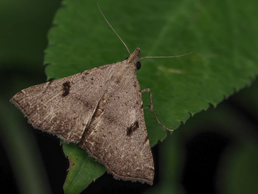 Progonia oileusalis (Walker, 1859) photograph