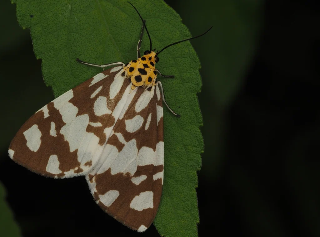 Pitasila okinawensis (Inoue, 1982) photograph