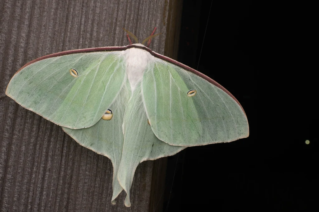Actias gnoma (Butler, 1877) photograph