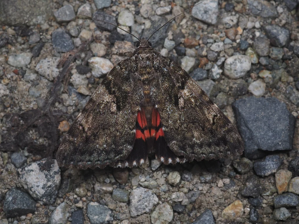 Catocala dula (Bremer, 1861) photograph