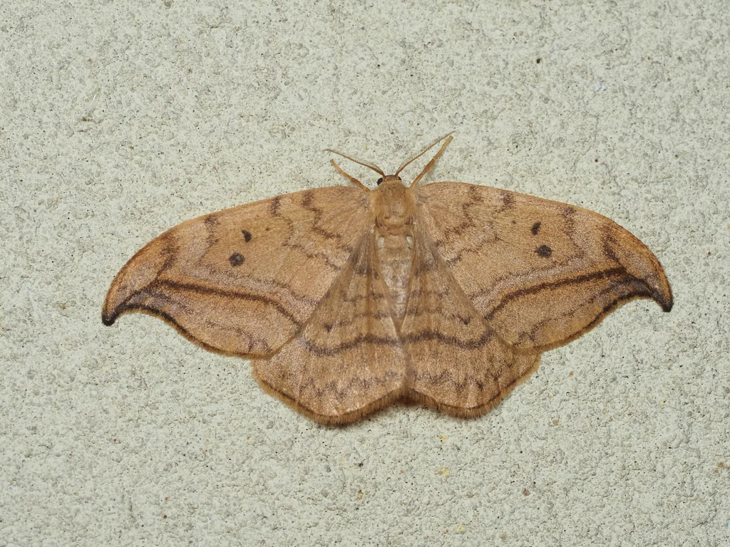 Drepana curvatula (Borkhausen, 1790) photograph