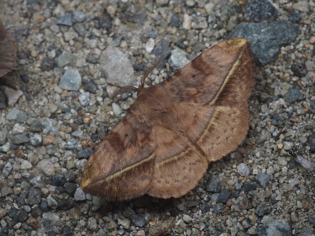 Apha aequalis (Felder, 1874) photograph