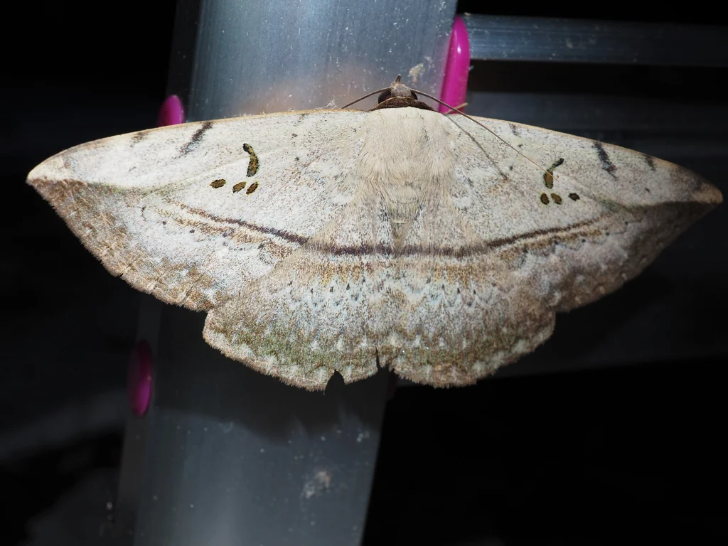 Hypopyra vespertilio (Fabricius, 1787) photograph