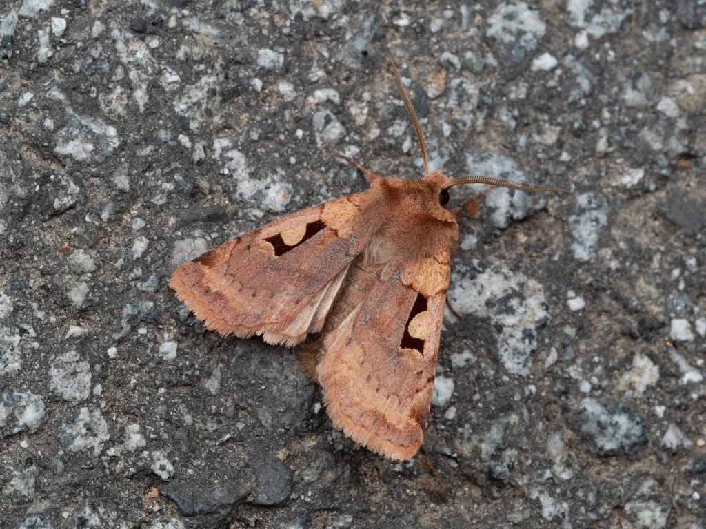 Cerastis pallescens (Butler, 1878) photograph