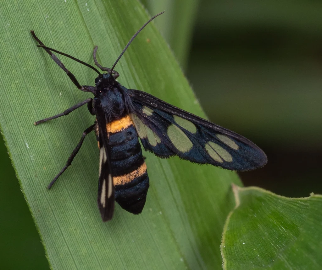 Amata fortunei (Orza, 1869) photograph