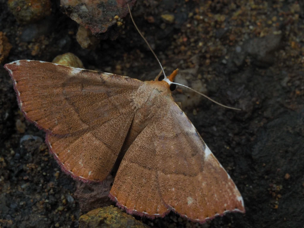 Corgatha argillacea (Butler, 1879) photograph