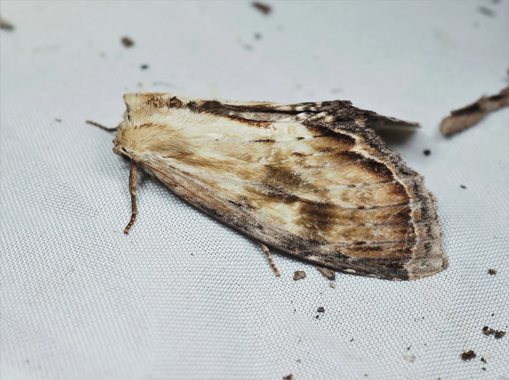 Hupodonta corticalis (Butler, 1877) photograph