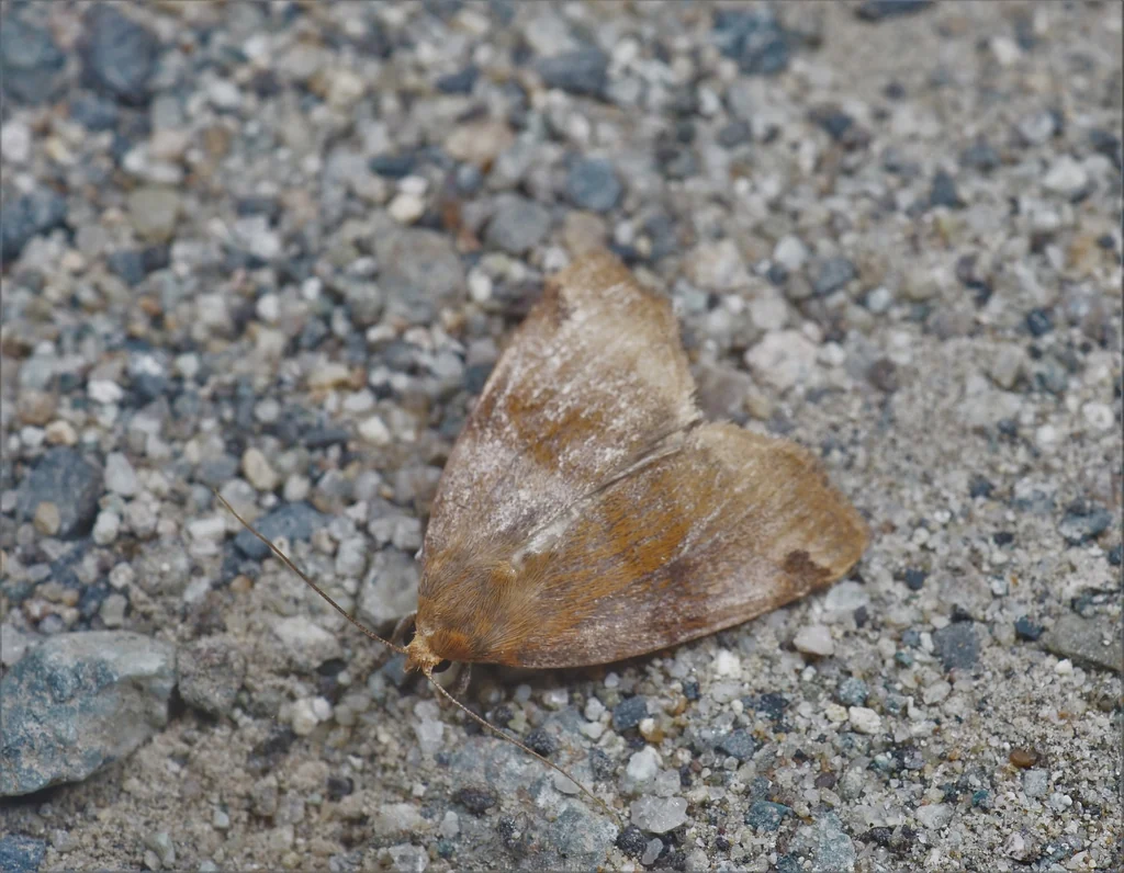 Hypocarea conspicua (Leech, 1900) photograph