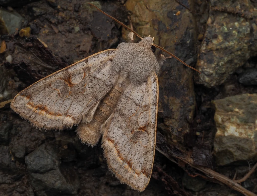 Orthosia evanida (Butler, 1879) photograph