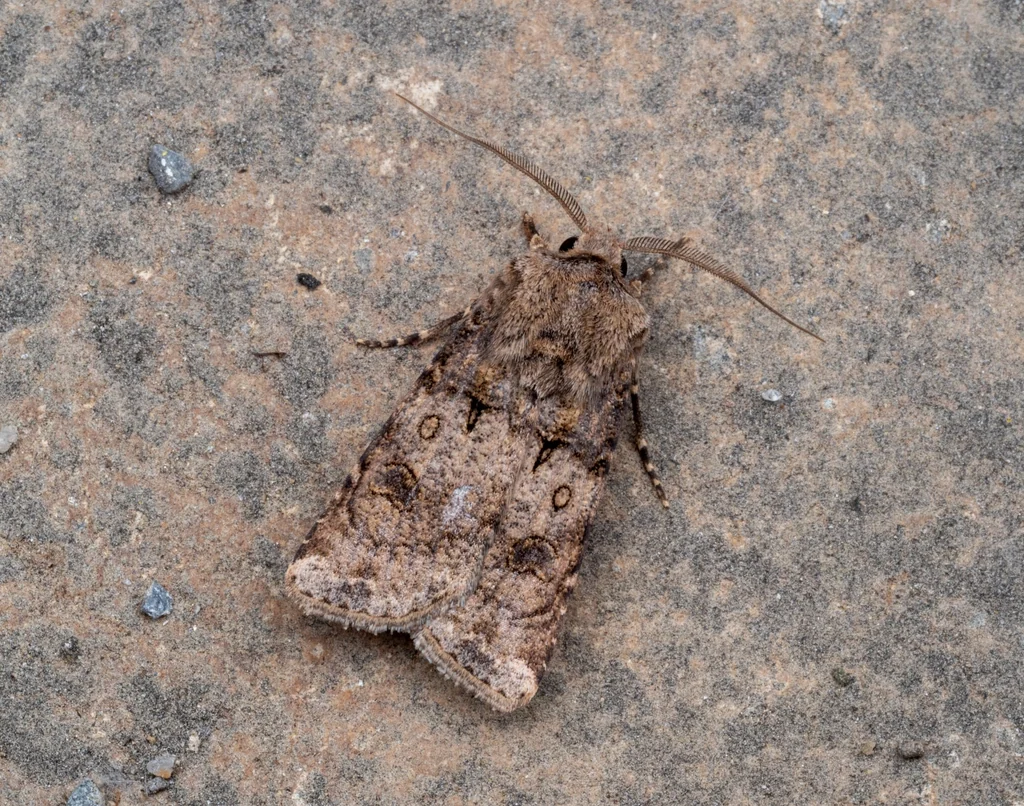 Agrotis segetum (Denis & Schiffermüller, 1775) photograph