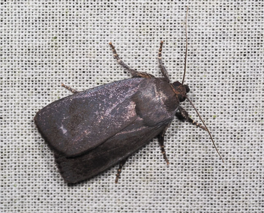 Amphipyra livida (Denis & Schiffermüller, 1775) photograph