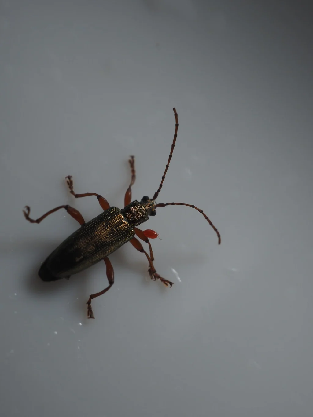 Donacia (Donaciomima) bicoloricornis S.-H. Chen, 1941 photograph