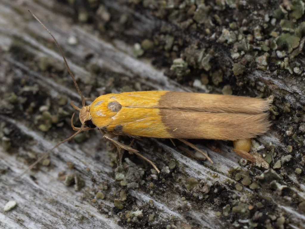 Stathmopoda auriferella (Walker, 1864) photograph