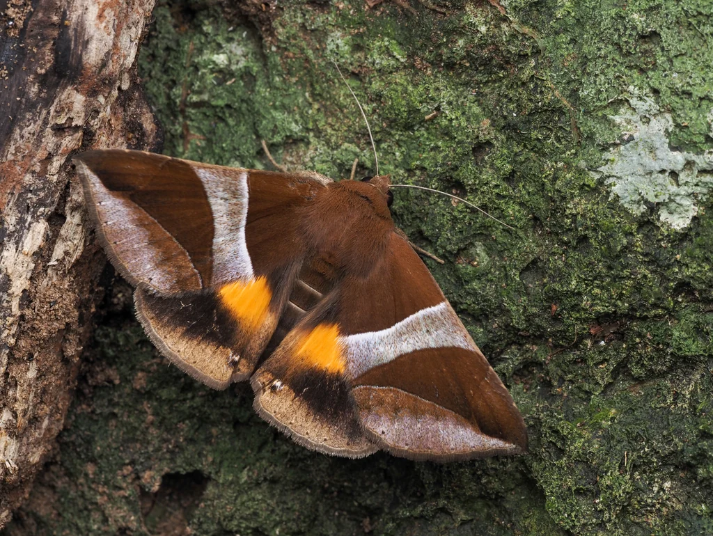 Bastilla fulvotaenia (Guenée, 1852) photograph