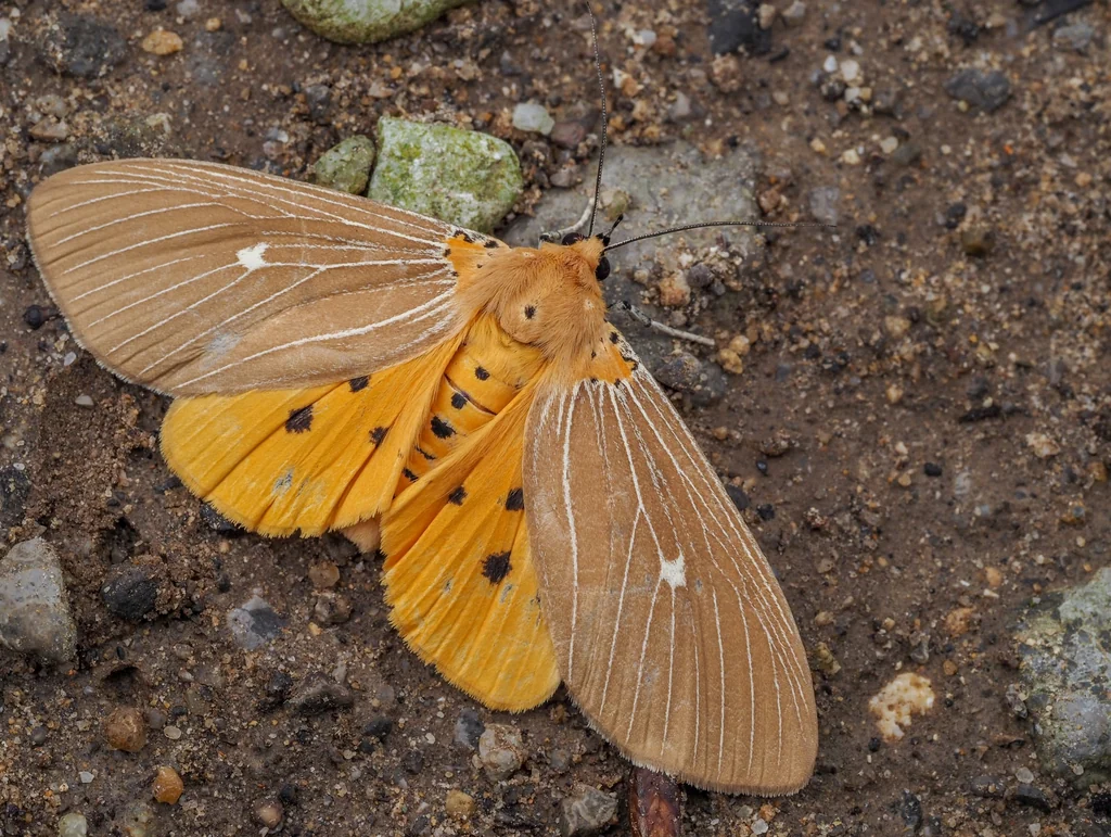 Asota caricae (Fabricius, 1775) photograph