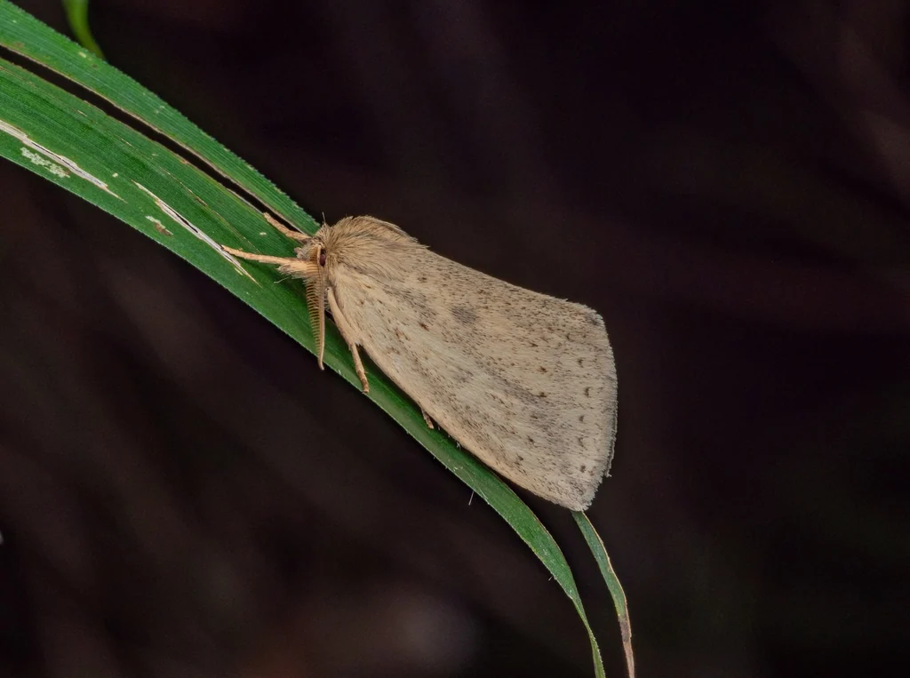 Cutuza straminea (Moore, 1877) photograph