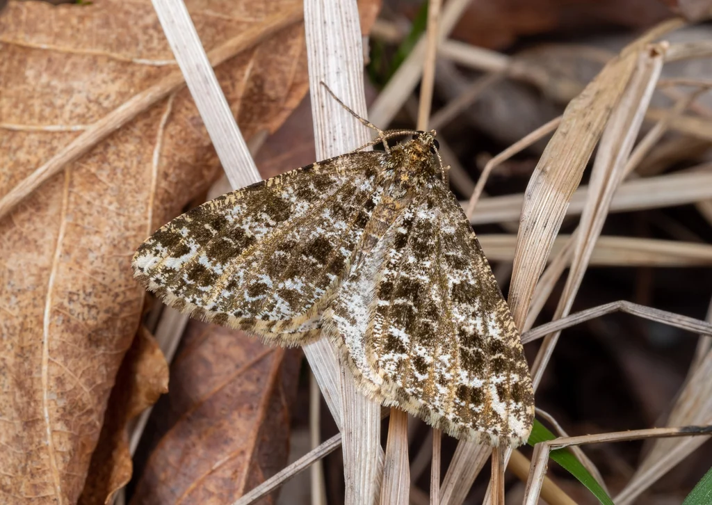 Arichanna tetrica (Butler, 1878) photograph