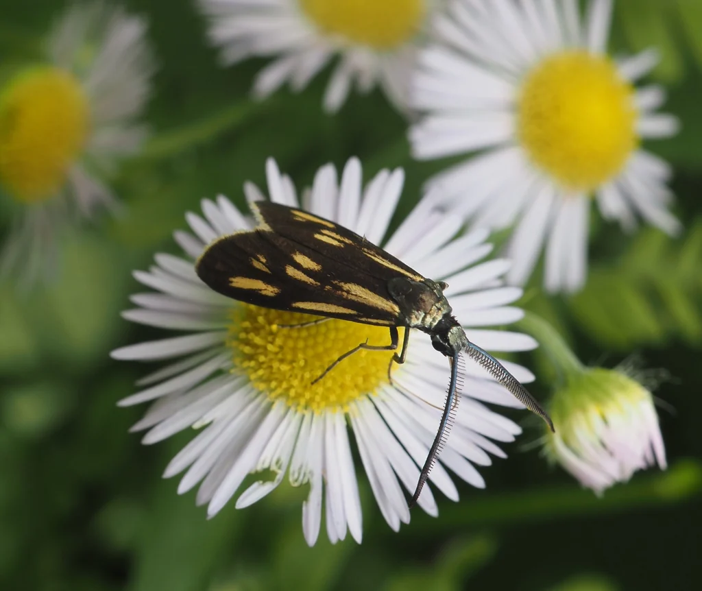 Balataea gracilis (Walker, [1865]) photograph