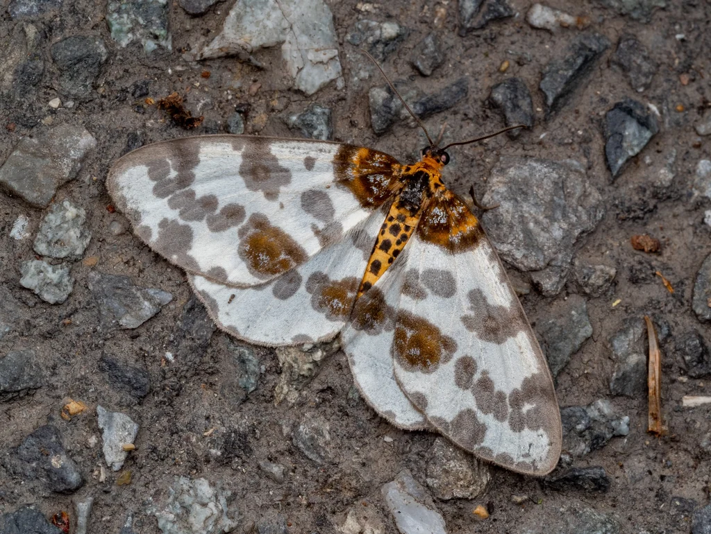 Abraxas sylvata (Scopoli, 1763) photograph