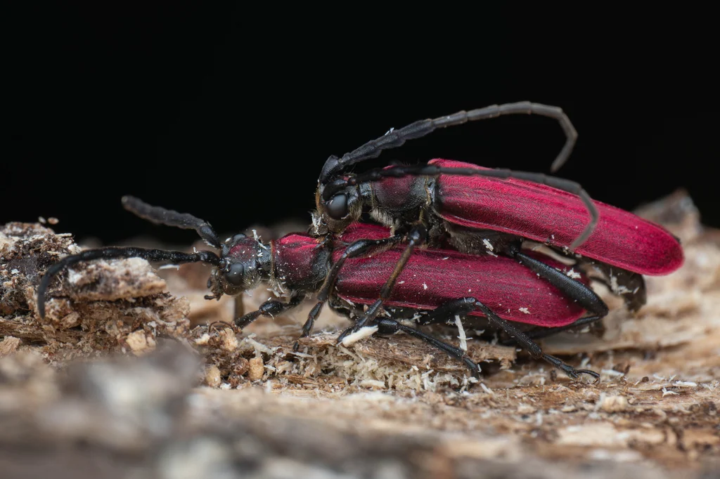 Corennys sericata Bates, 1884 photograph