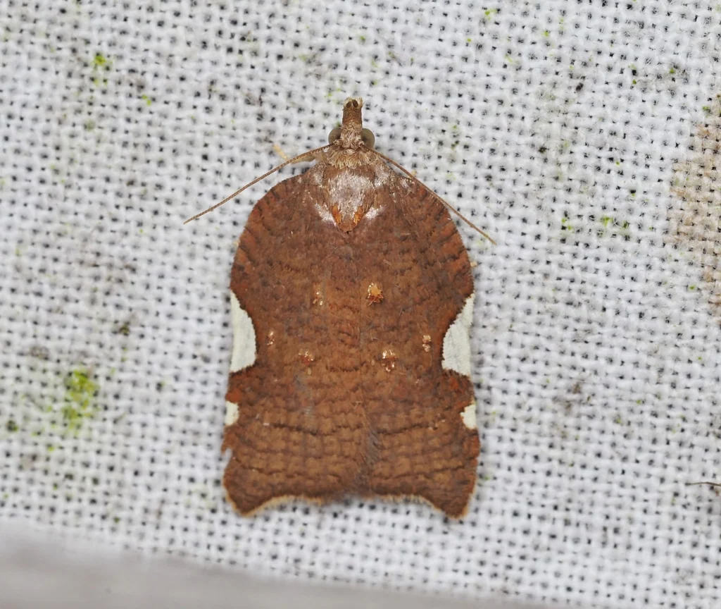 Acleris caerulescens (Walsingham, 1900) photograph