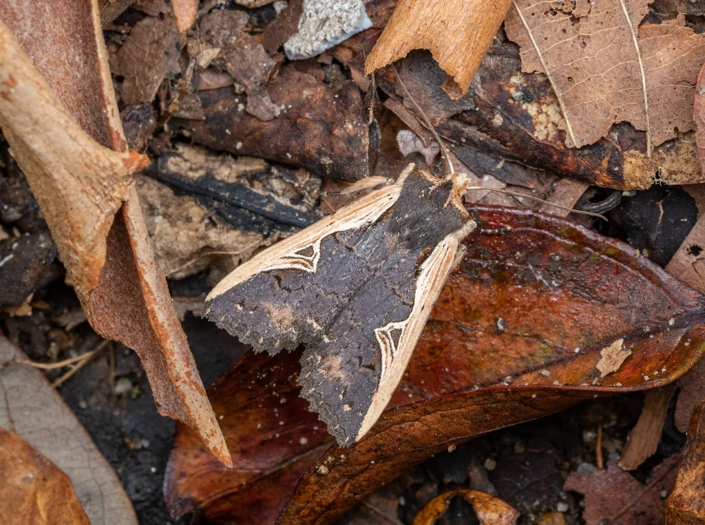Hemiglaea costalis (Butler, 1879) photograph
