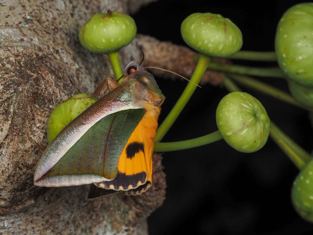 Eudocima salaminia (Cramer, 1777) photograph