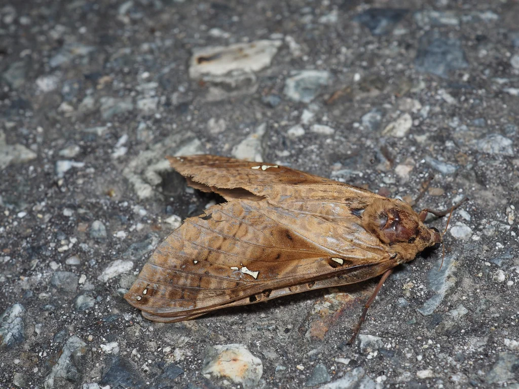 Endoclita sinensis (Moore, 1877) photograph