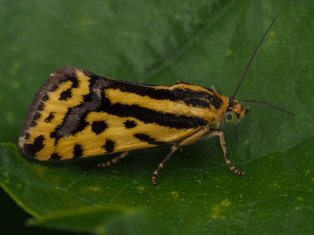 Acontia trabealis (Scopoli, 1763) photograph