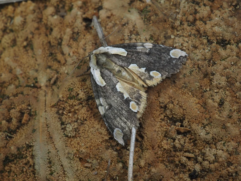 Macrothyatira flavida (Butler, 1885) photograph