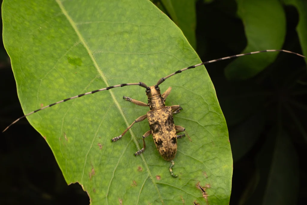 Acalolepta permutans paucipunctata (Gressitt, 1938) photograph