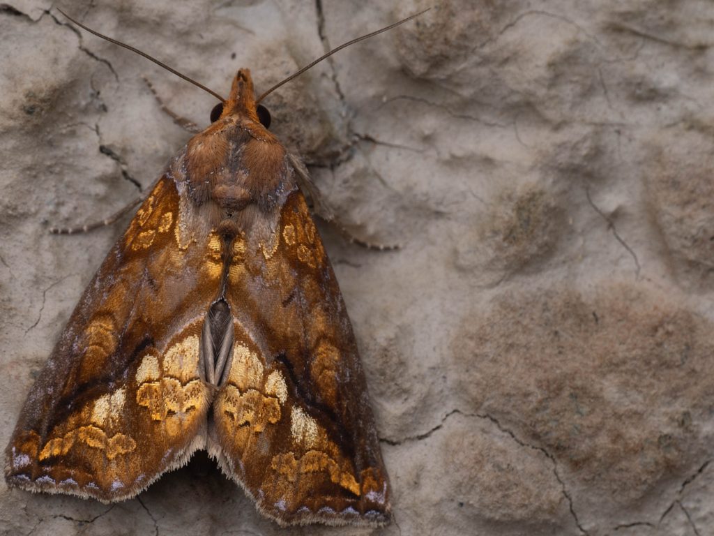 Plusiodonta coelonota (Kollar, 1844) photograph