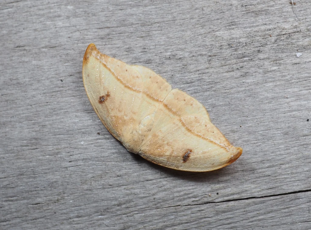 Callidrepana patrana (Moore, 1866) photograph