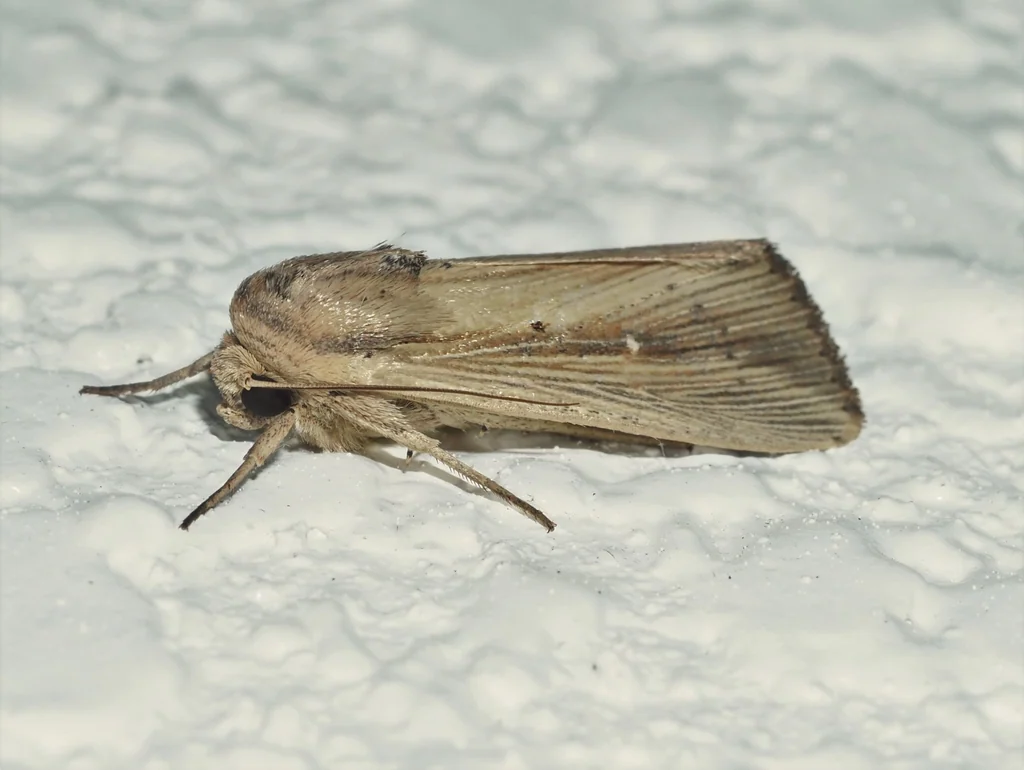 Mythimna loreyi (Duponchel, 1827) photograph