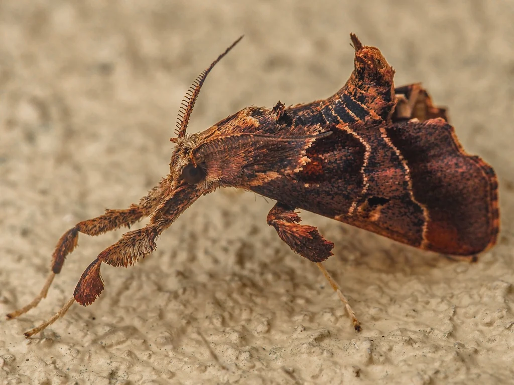 Sacada approximans (Leech, [1889]) photograph