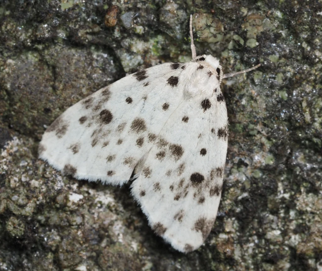 Aemene altaica (Lederer, 1855) photograph